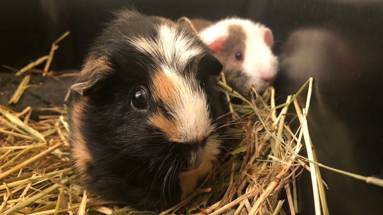 Neues Meerie wird aus der Box gelassen | Die M&uuml;ffelst&uuml;cke