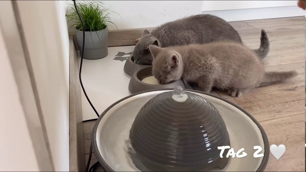 BKH kitten Tag 2 der Zusammenführung