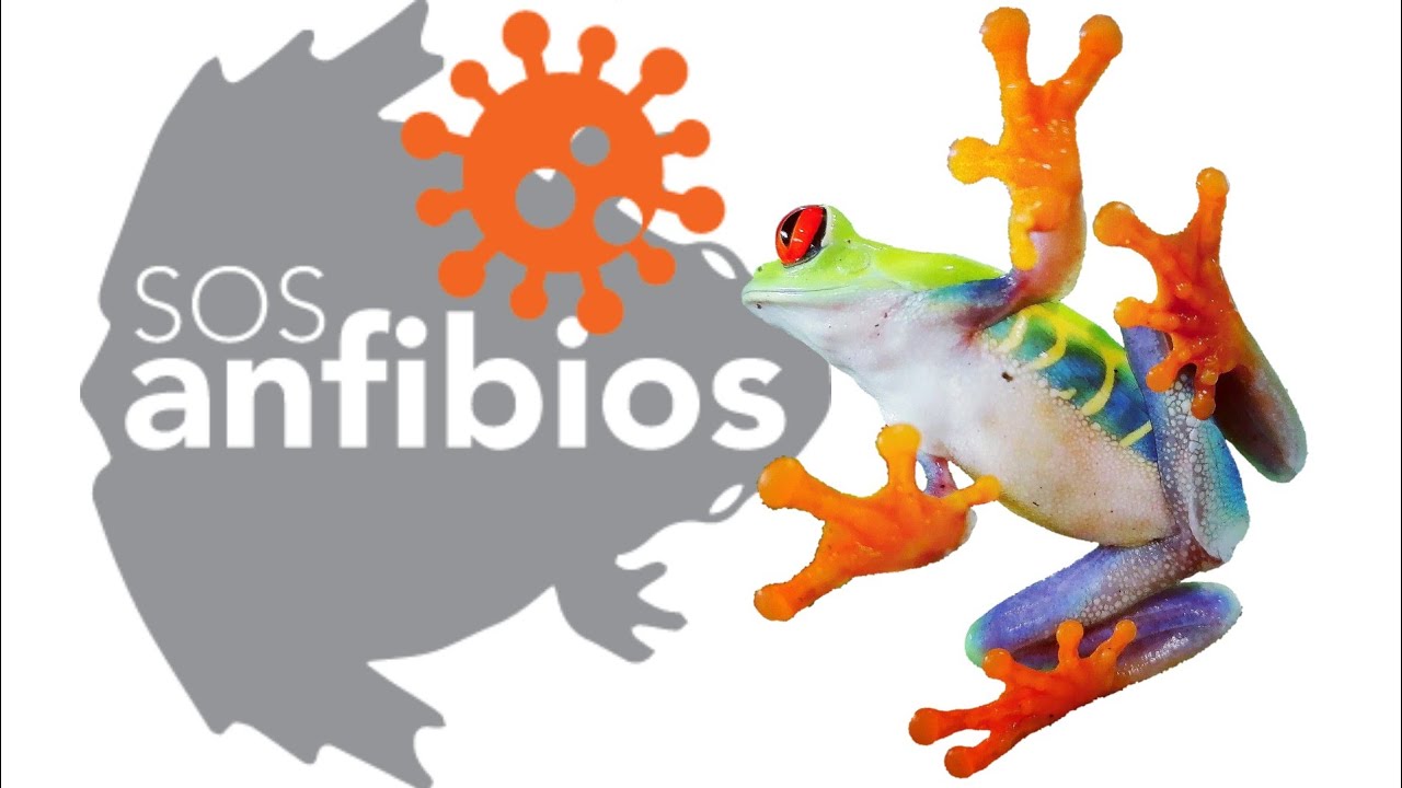 Como extraer muestras de mucosa a Anfibios Ex&oacute;ticos. Prueba de Quitridio y Ranavirus. |SOSanfibios|🐸