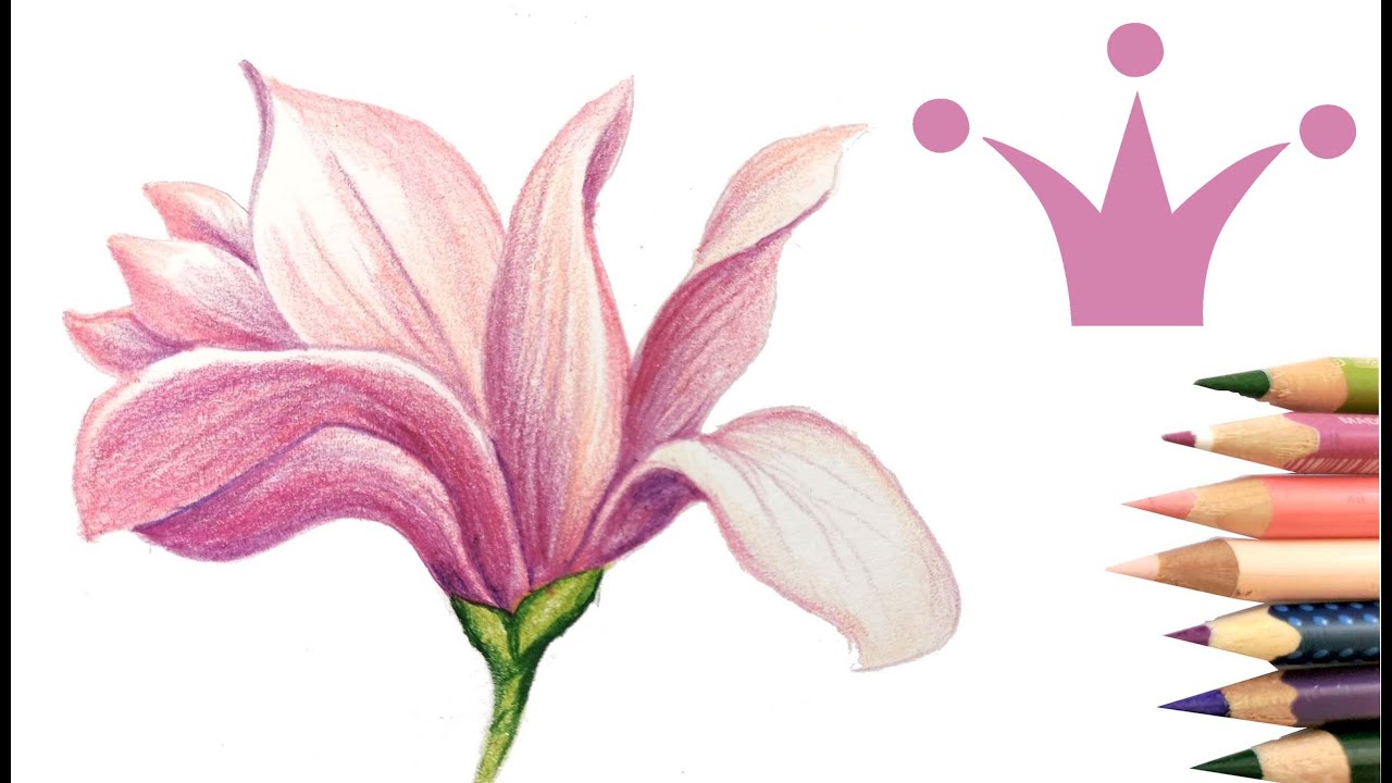 Рисувам магнолия с цветни моливи 🌸
