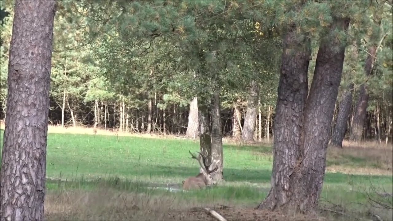 Edelhert neemt een modderbad - Film: ©Fransien Fraanje