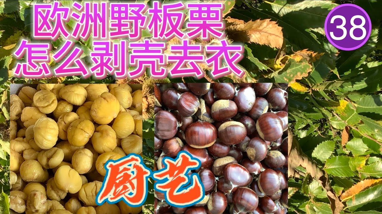 Wild chestnut shelling 板栗去壳/野板栗剥壳去皮