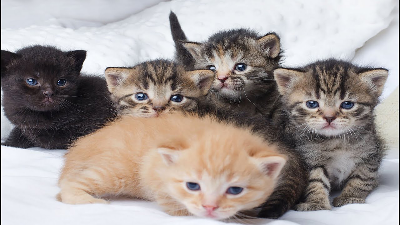 Sweet Kittens & Baby Animals – Joyful Meadow Moments with Piglets, Chicks, Bunnies & Hedgehogs!