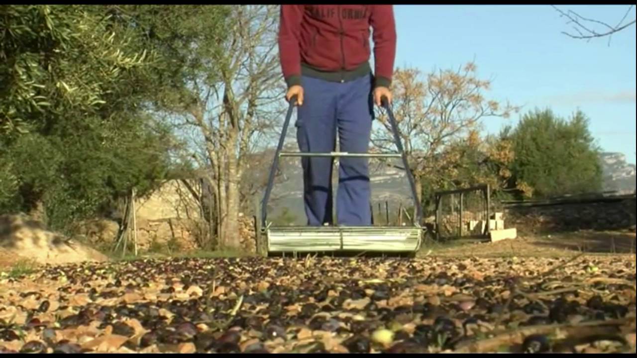 Video recolectora de aceitunas articuladas