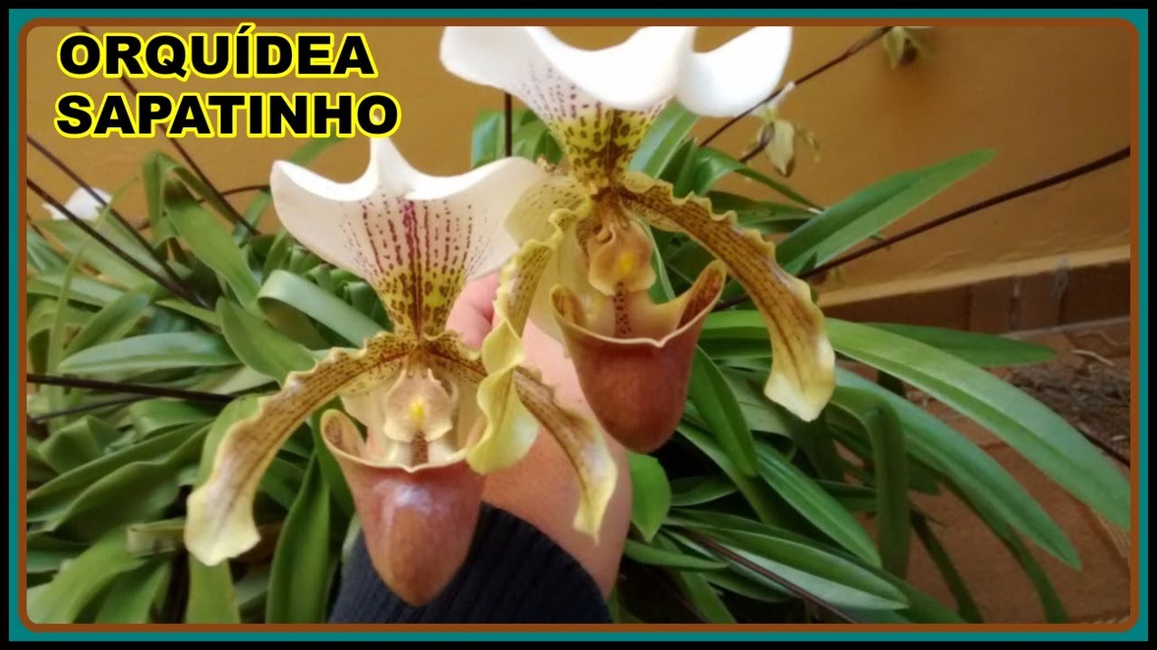 A ORQUIDEA SAPATINHO APRENDA A CULTIVA LOS  UNS TERRESTRES OUTROS NÃO
