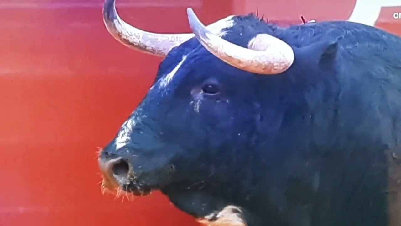plaza de toros Sevilla salida de un bonito toro