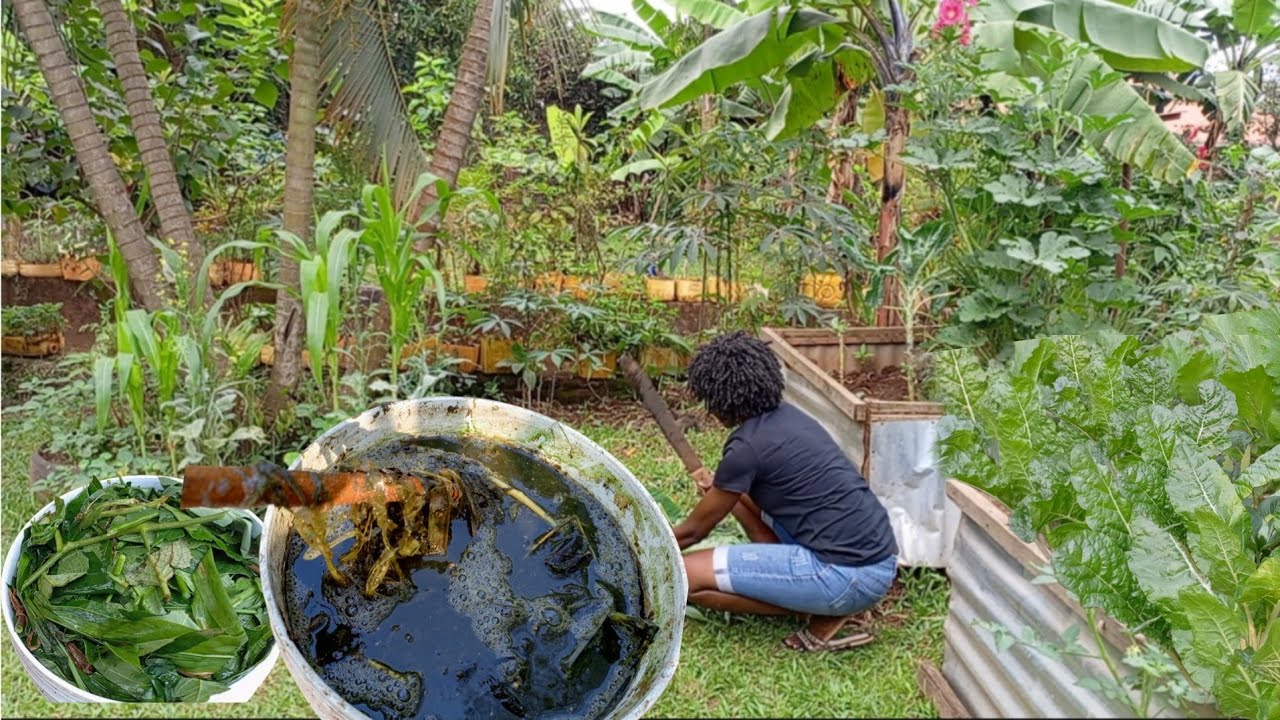 How To Make Free Organic Home Made Liquid Fertilizer From Anything. The Garden Miracle.