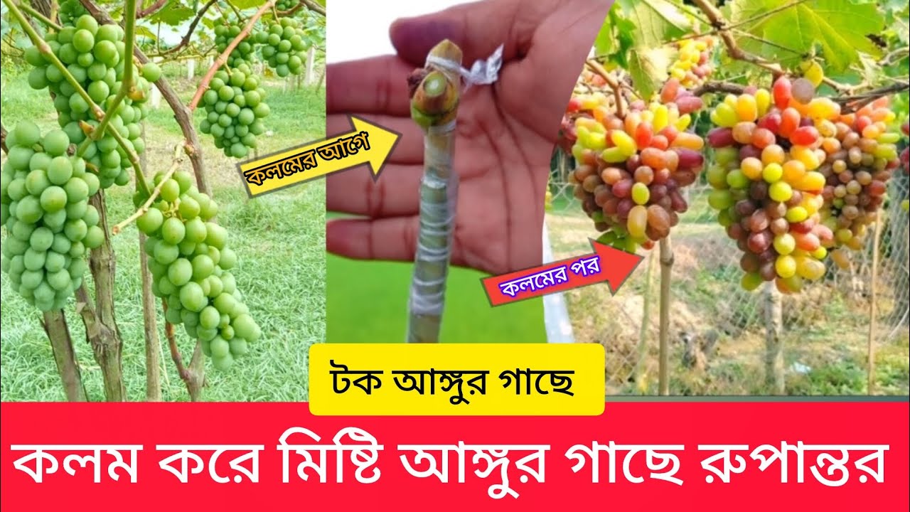 আঙ্গুর গাছের কলম করব কিভাবে। কিভাবে আঙ্গুর গাছে গ্রাফটিং করে। #আঙ্গুর #কলম #গ্রাফটিং #grape #angure 