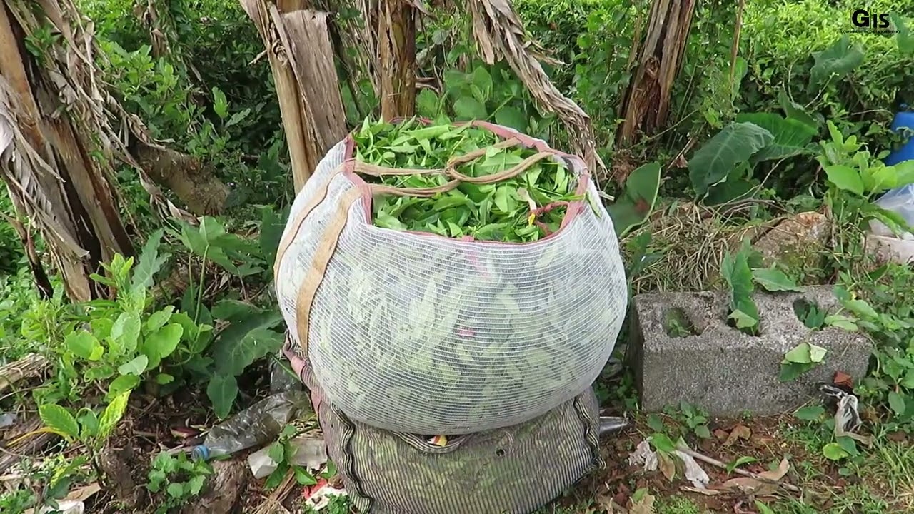 Transforming the Mauritian tea sector into a pillar of the economy