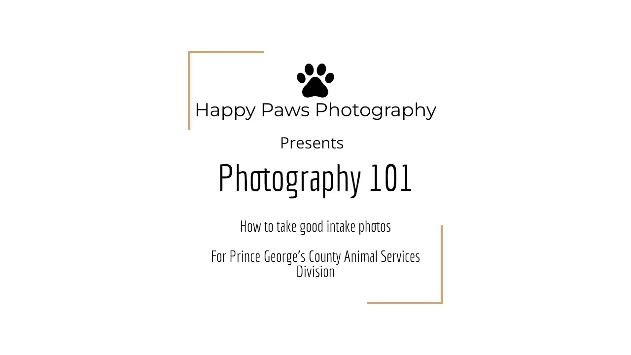Animal Shelter Photography 101