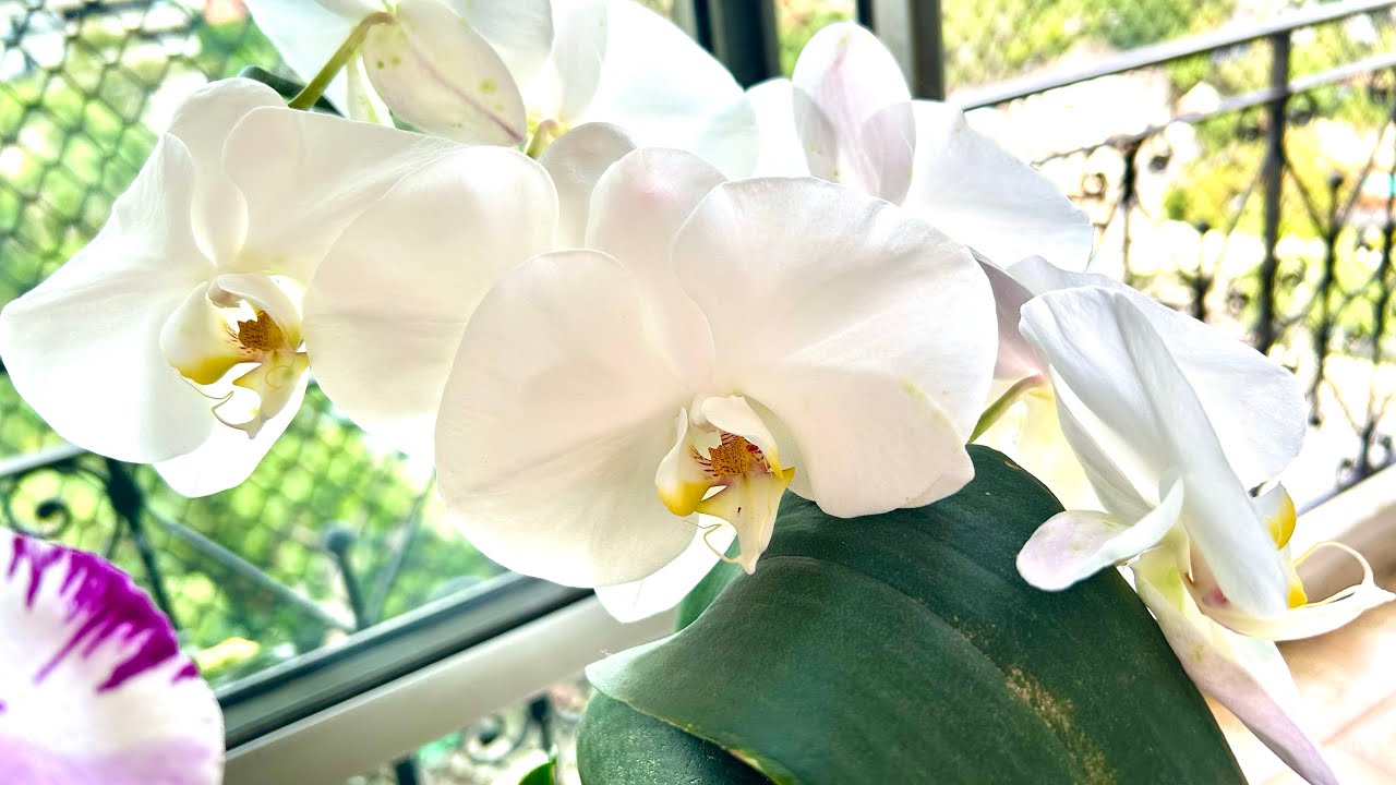Phalaenopsis Amabilis The Moon - replante em vaso de barro com tijolo e musgo esfagno