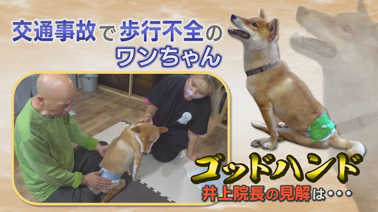 事故で歩行不全に… ゴッドハンドの見解は？＃歩けない#柴犬#歩行不全#犬のリハビリ