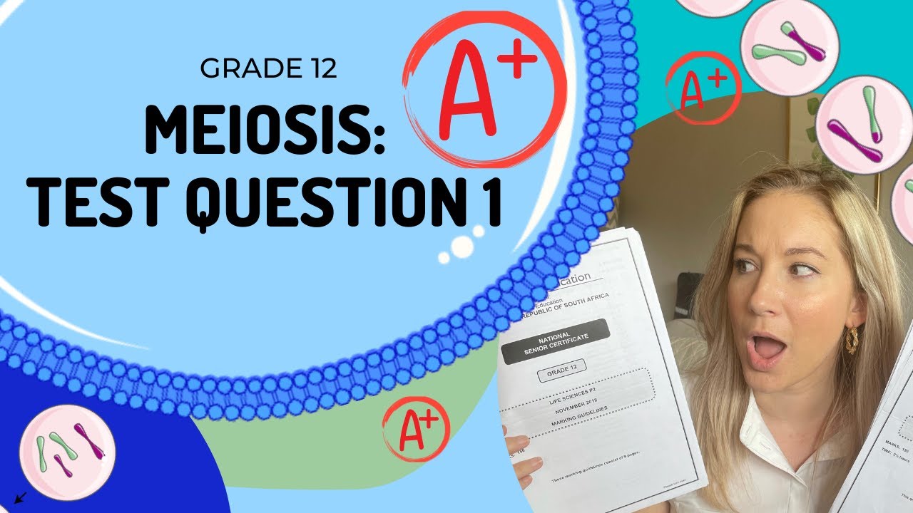 GET an A+ in EXAMS!! (HARD)  | How to answer | Meiosis Exam Q- 1