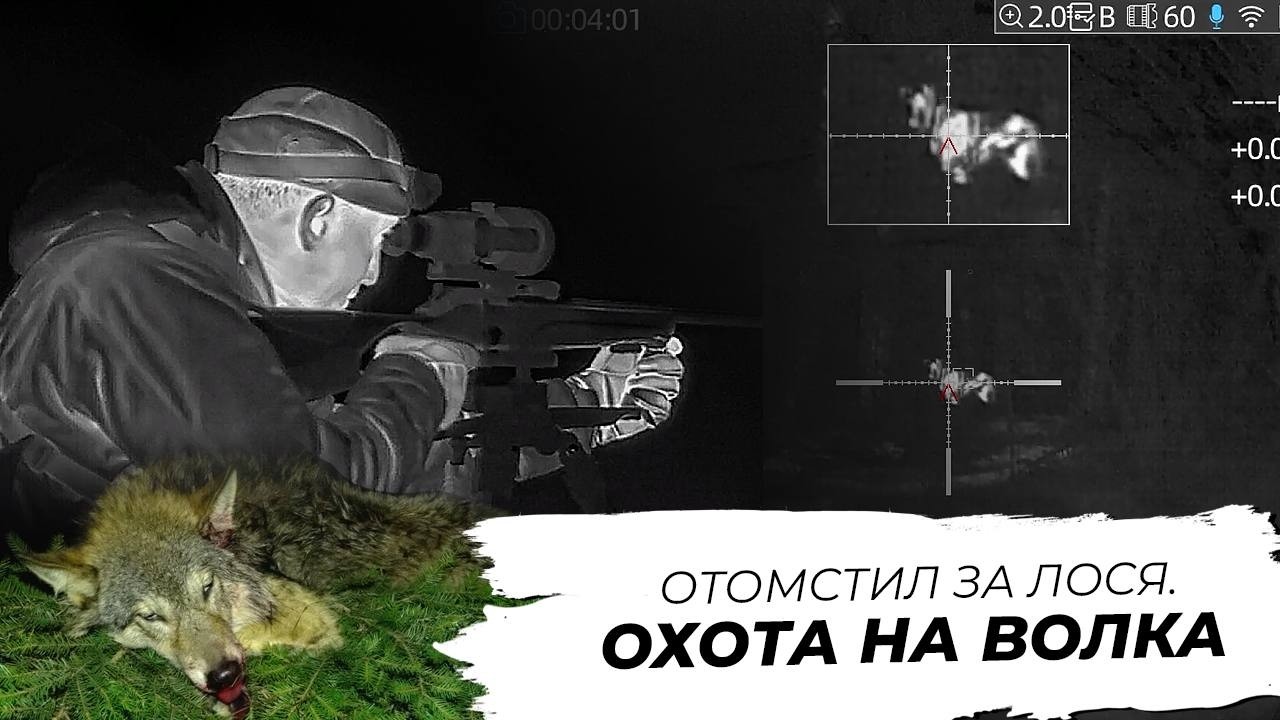 Волки съели лося – ИДЁМ МСТИТЬ! Ночная охота на стаю волков с тепловизором