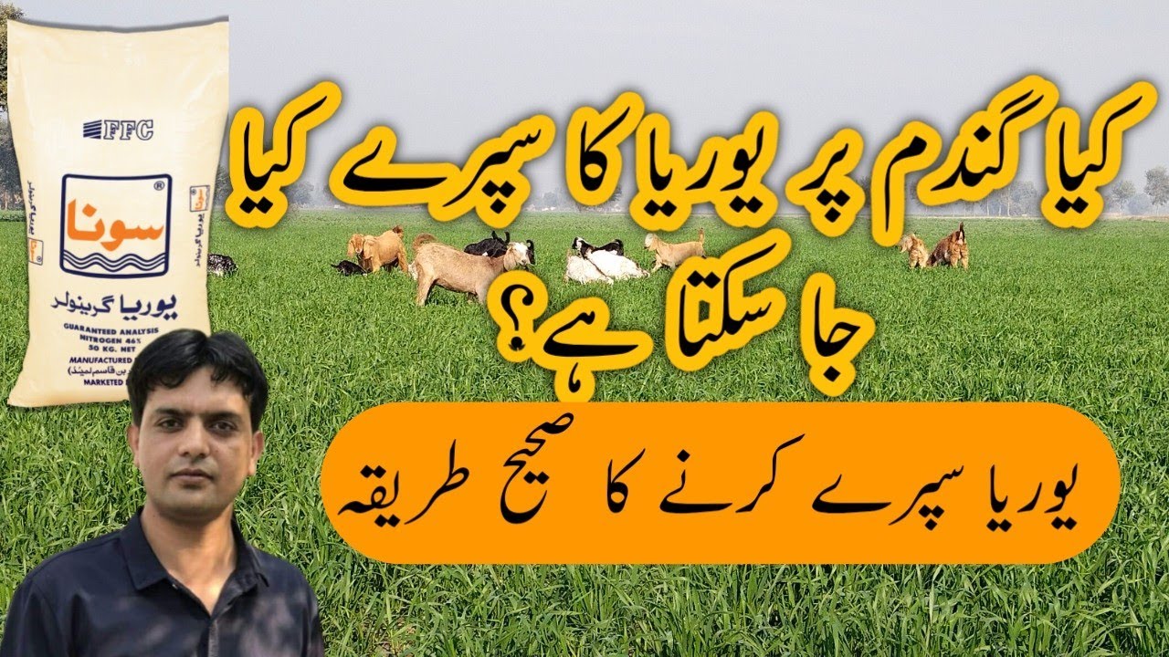 How to spray Urea on wheat | کیا یوریا کھاد گندم پر سپرے کی جاسکتی ہے؟ | Dr. Jamil Shafi | Plant
