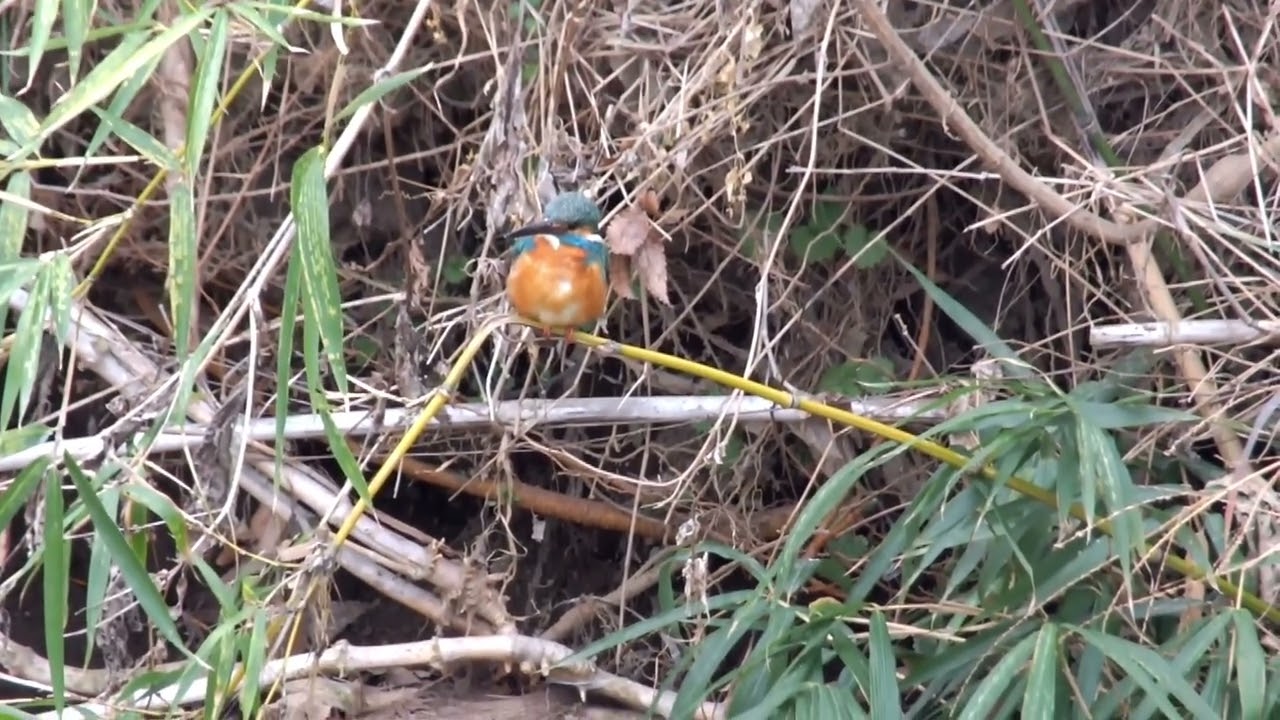 カワセミ動画その262(k2026 02 20 v)
