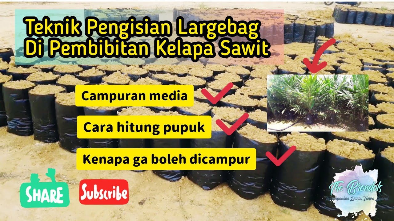 Teknik Persiapan Media Tanam di Pembibitan Besar