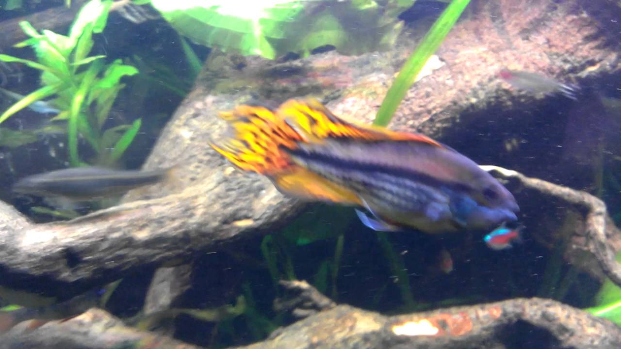 Apistogramma Agassizii, Cacatuoide, Panduro