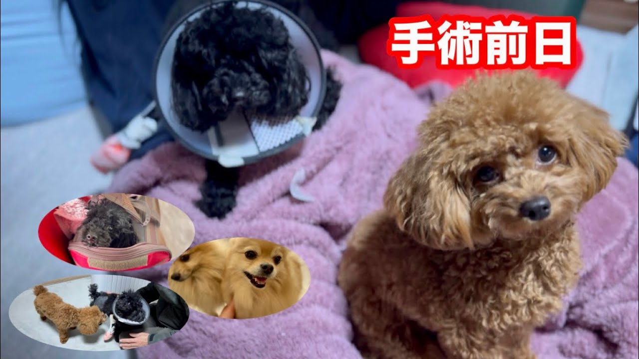 入院予定だったけど…