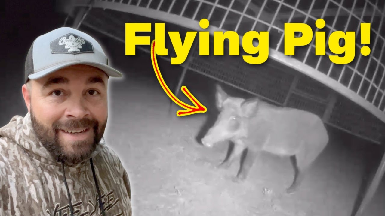 Trapping Flying Pigs!