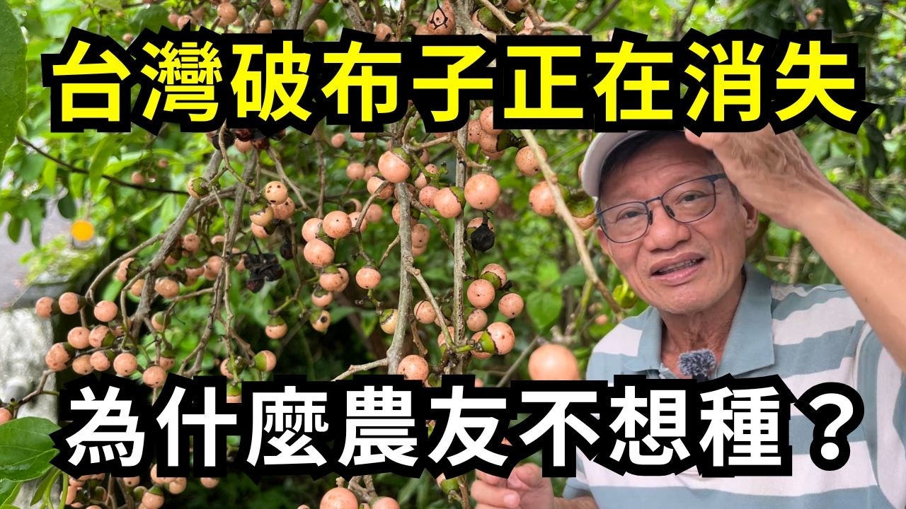 台灣破布子樹正在消失嗎？為什麼越來越少人種？農友把破布子砍掉的原因？破布子是不能消失的台灣古早味美食| 阿星種植