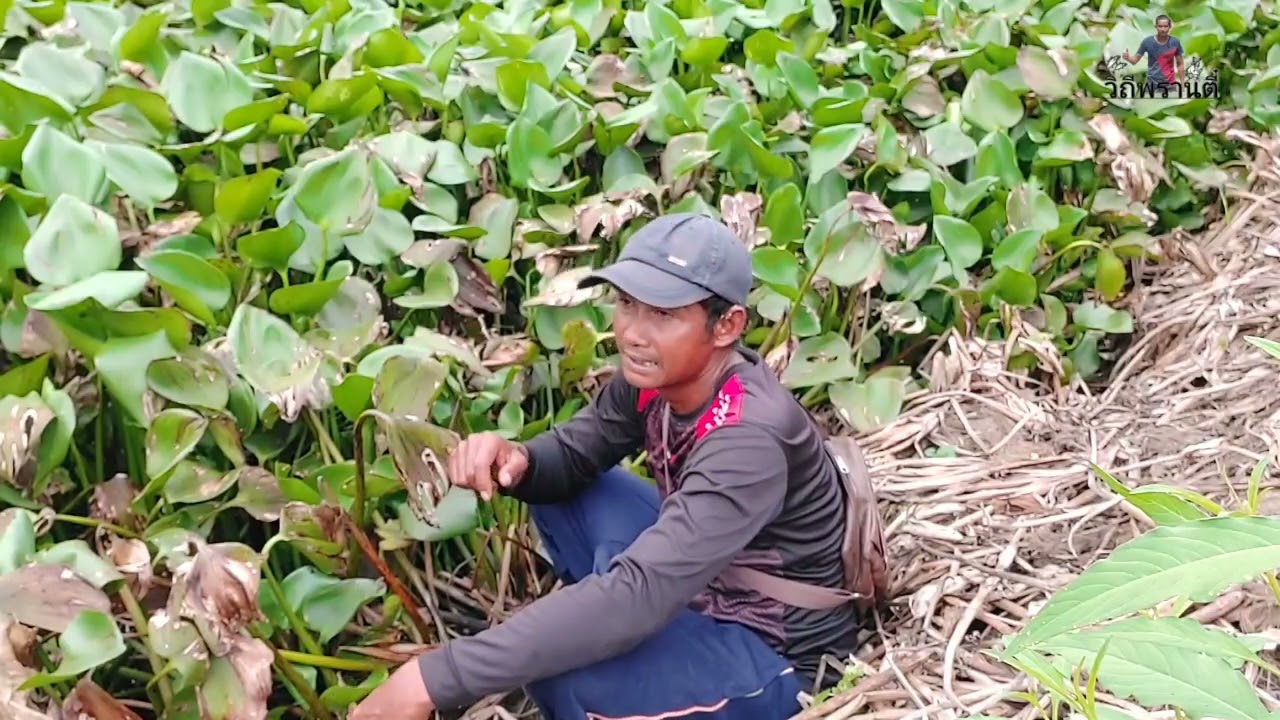 ดักปลาไหล เข้าไปลุยหมาย ที่มีแต่มืออาชีพ /.วิถีพรานตี๋...