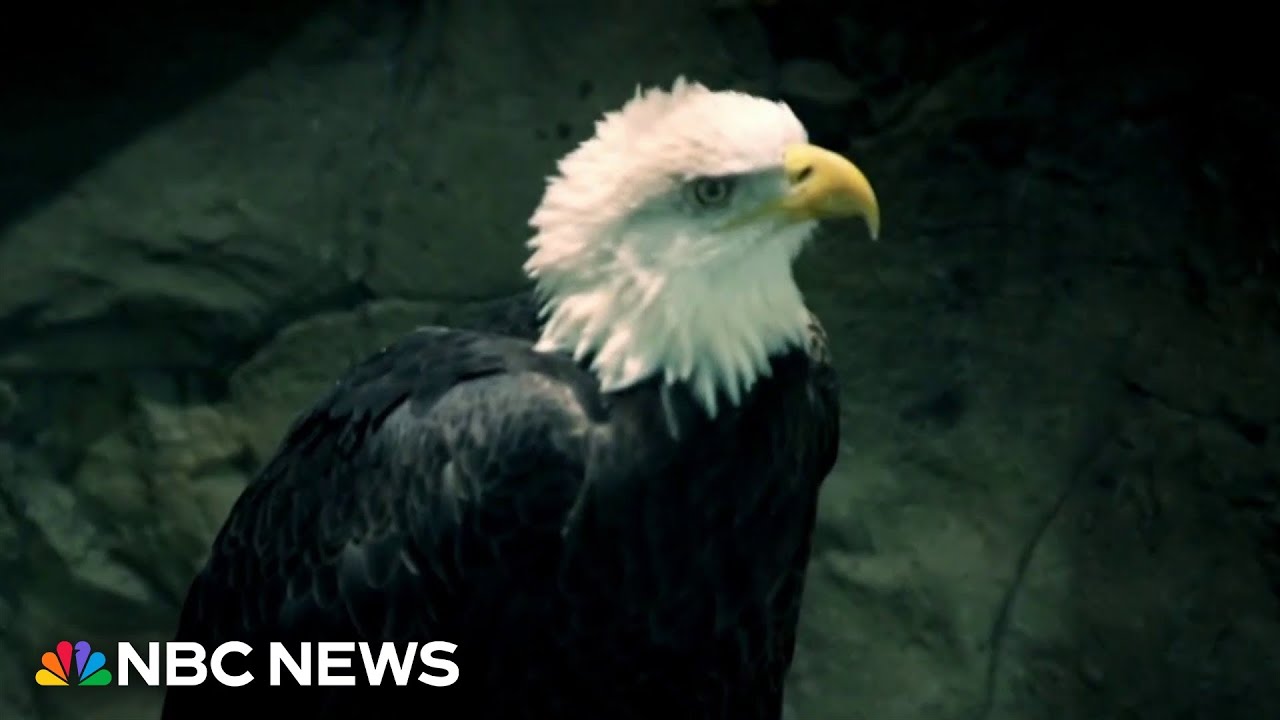 Inside the &lsquo;incredible journey&rsquo; to make the bald eagle the official U.S. national bird