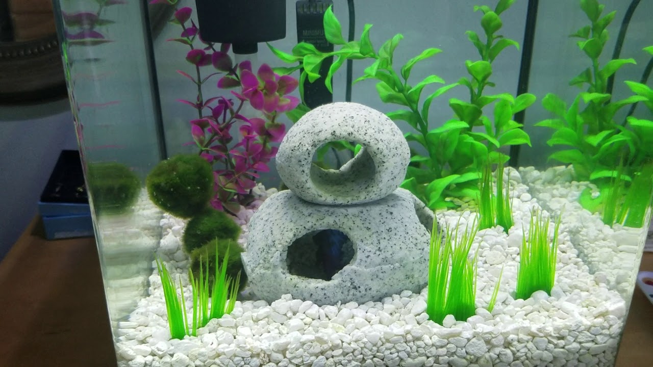 Treating Betta Fin Rot and Septicemia using Kanaplex