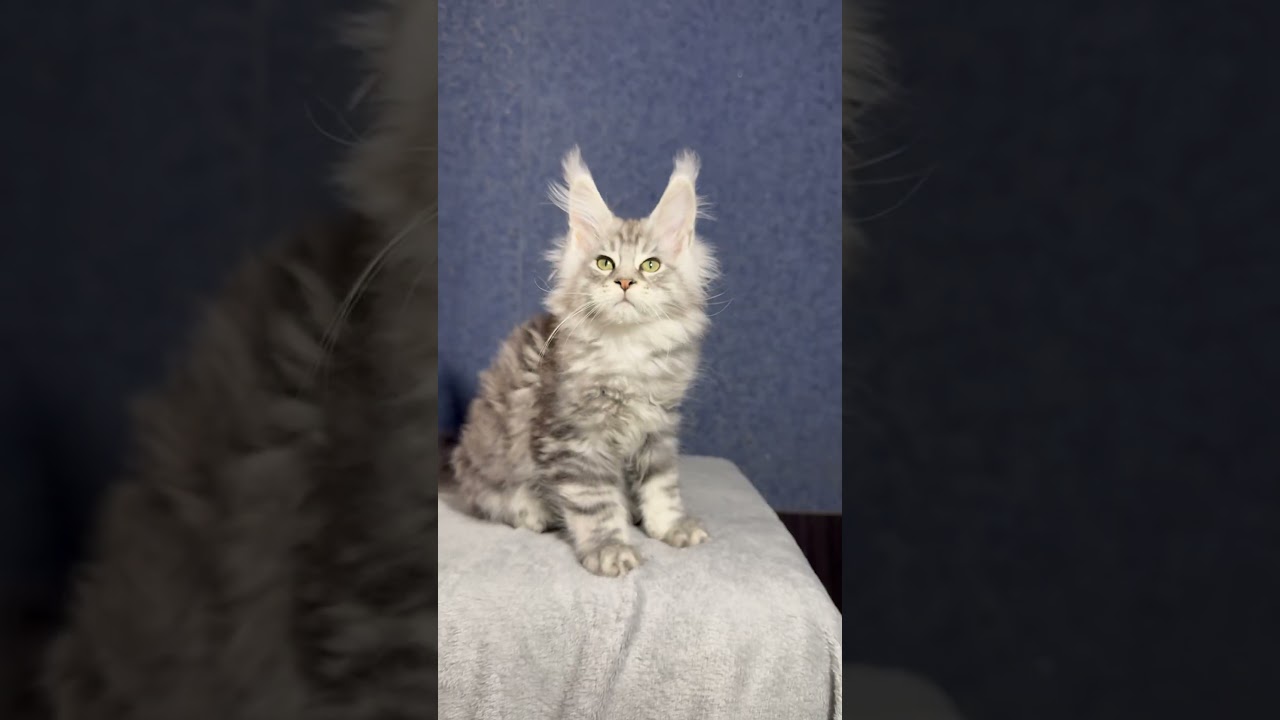 Lucky Black Silver Marble Maine Coon Male Kitten Available Now | Purebred Kitties