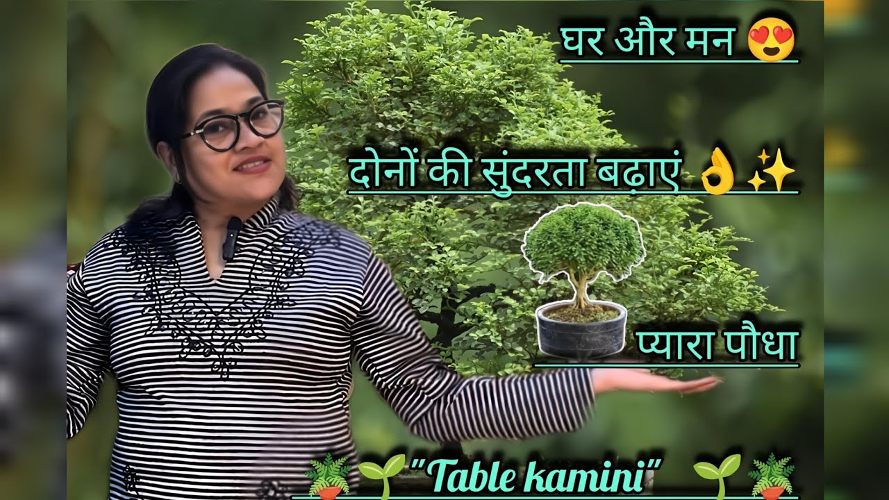 घर और मन 😍दोनों की सुंदरता बढ़ाएं 👌✨प्यारा पौधा 🪴🌱"Table kamini"   🌱🪴