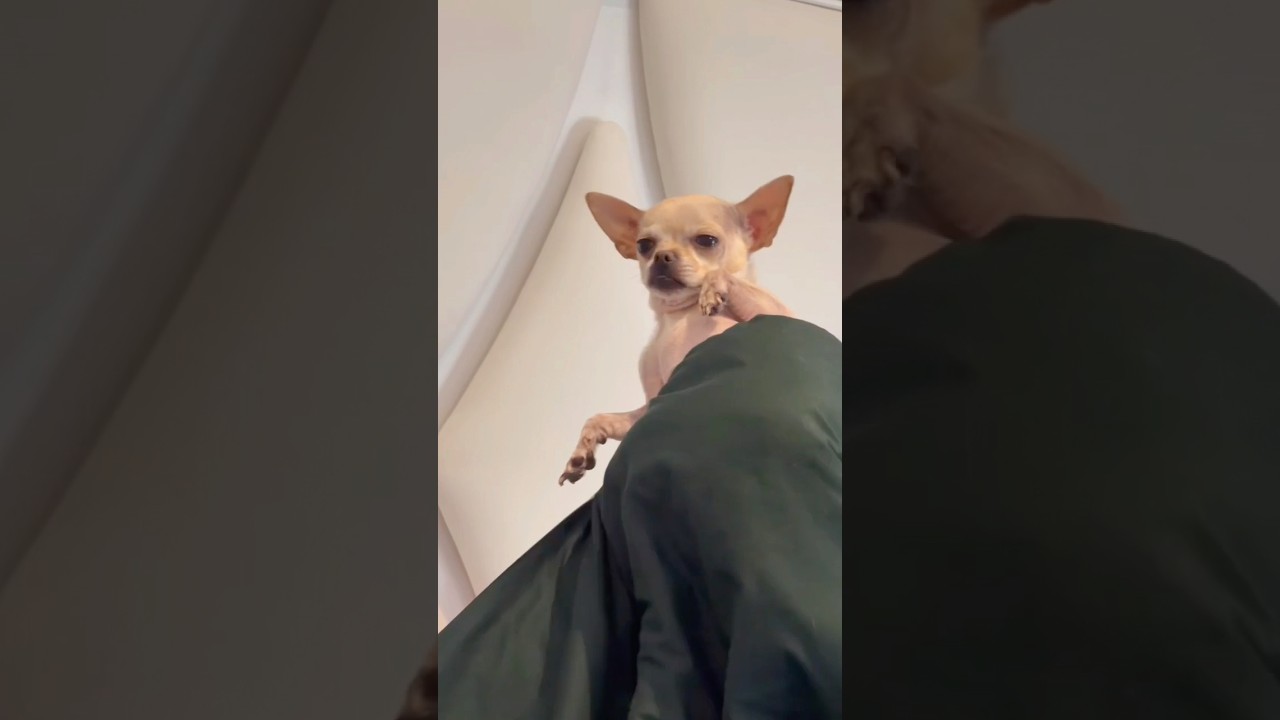OUR DOG IS POSSESSED&hellip;😱
