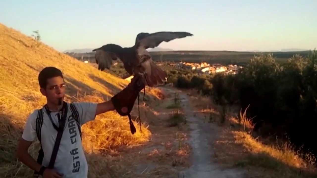 Cetreria &Aacute;guila Cola Roja