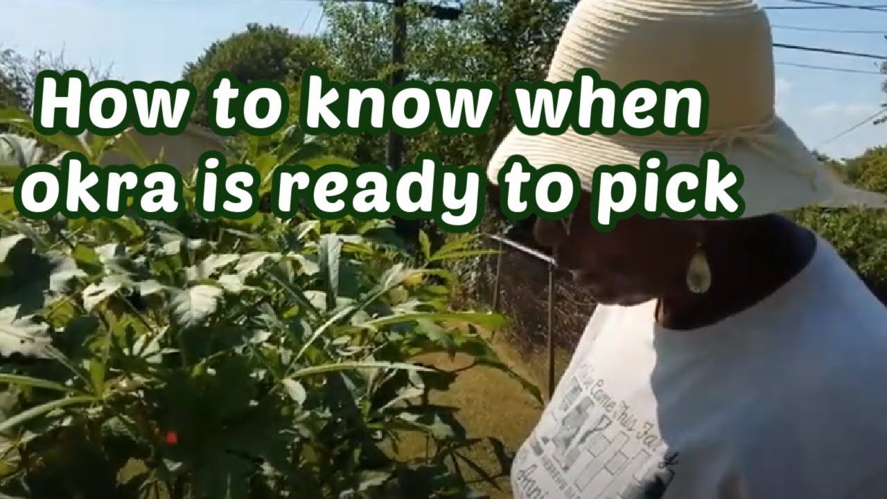 HOW TO KNOW WHEN OKRA IS READY TO PICK