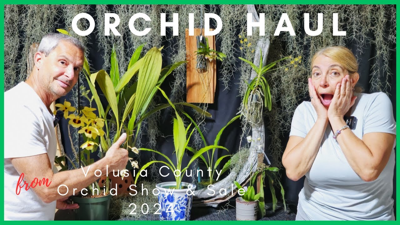 Orchid Haul from Volusia Orchid Society show 2024.
