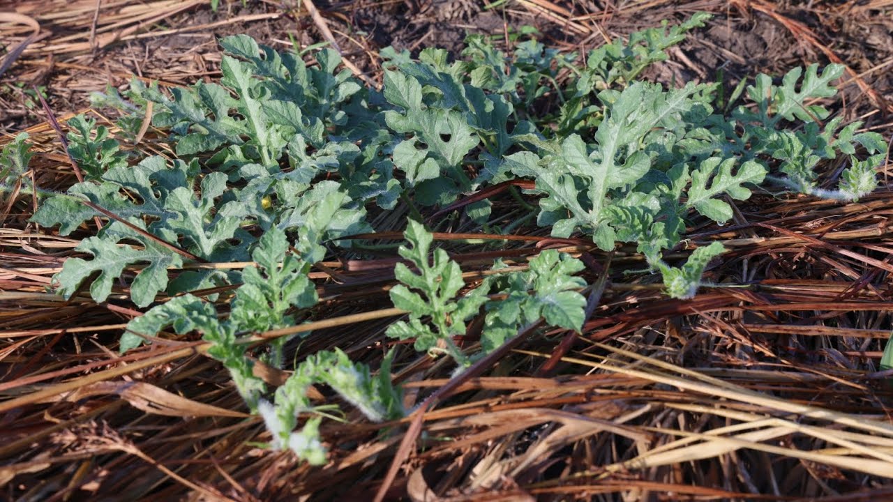 HOW I'M SUFFERING WITH MY WATERMELON GARDEN 