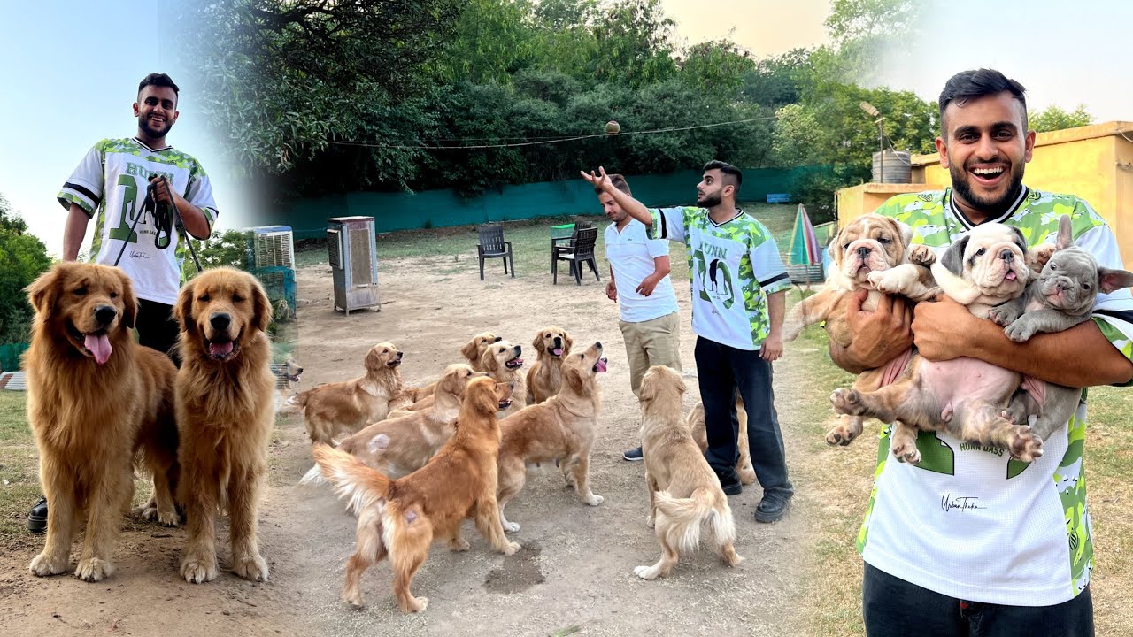 Biggest Golden Retriever,Shitzu & Bulldog Farm in Chandigarh 😱