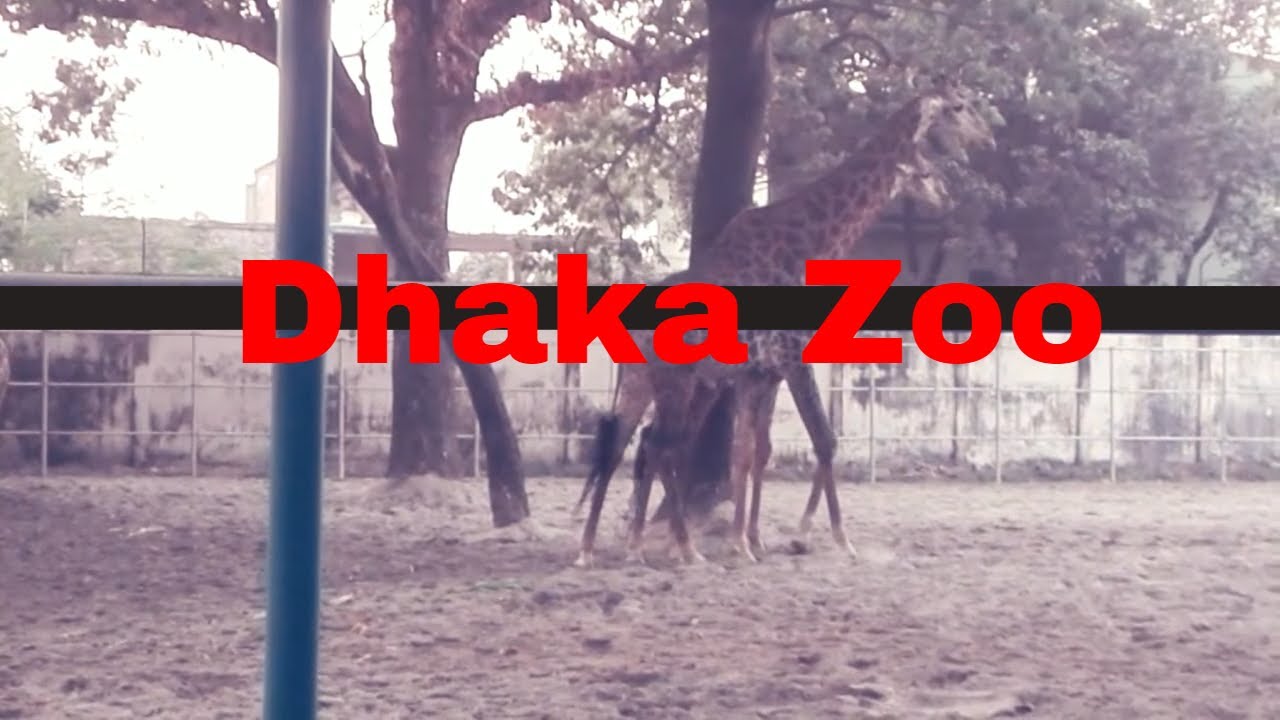 Zirafa of Dhaka Zoo