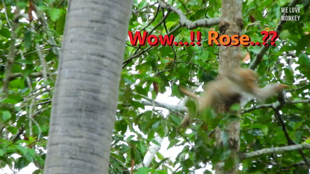 Baby Monkey Rex And Mommy Rose Jumping High to Escape Big Male Monkey Cuz Worry of Hurting Baby Rex