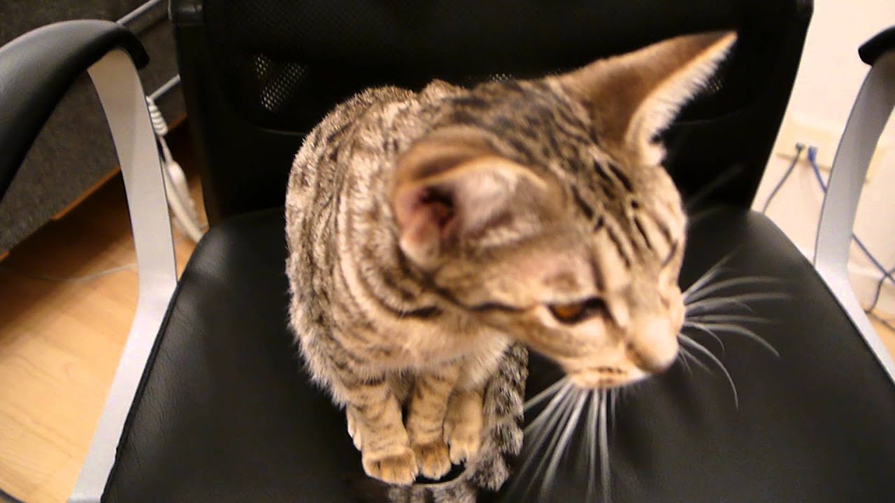 Sleepy Ocicat part 2