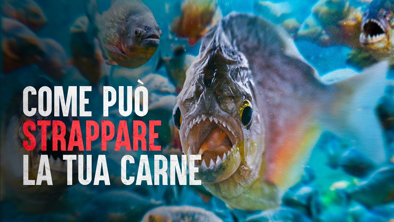 Come sopravvivere ai piranha pi&ugrave; letali