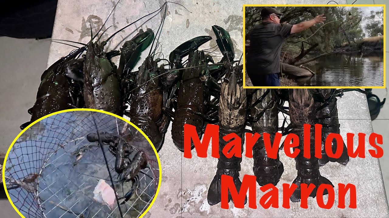 Marvellous Marron