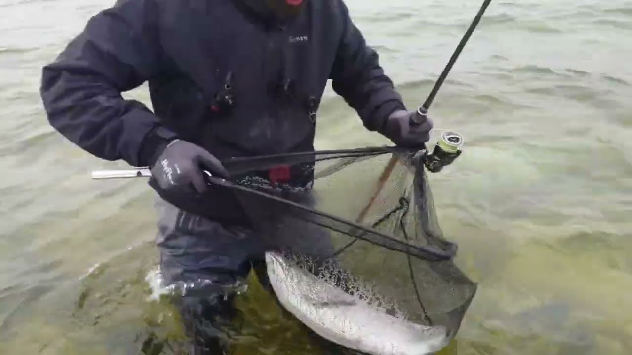 Meriforell 3.7kg #seatrout  23.04.2025