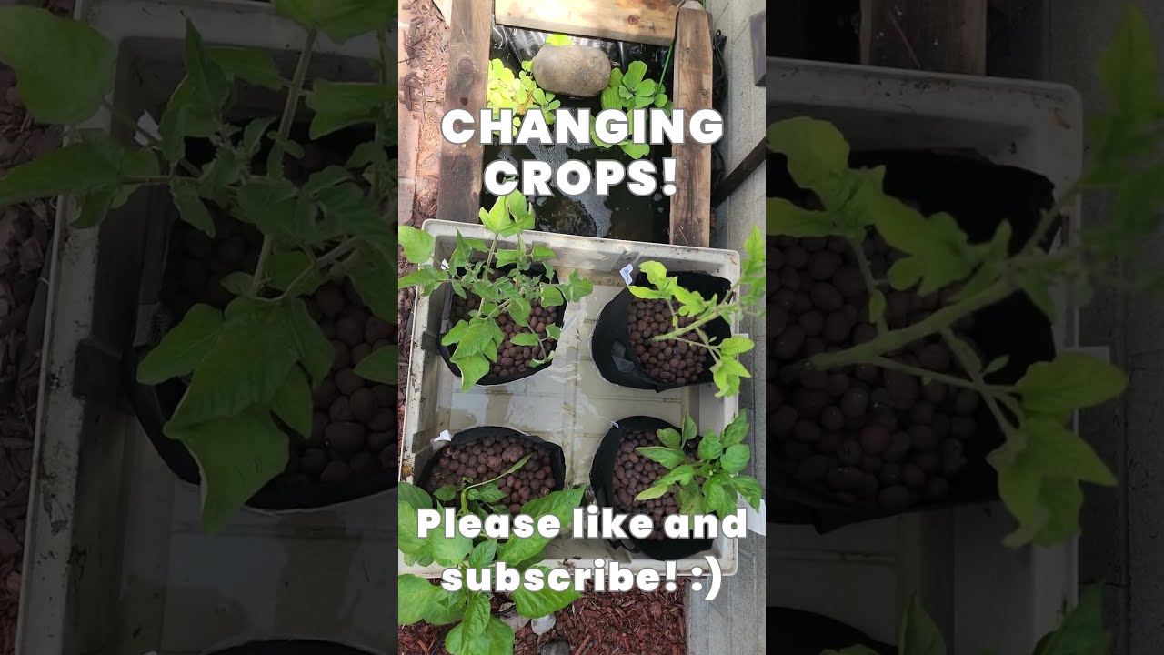 A Fresh Aquaponic Start 