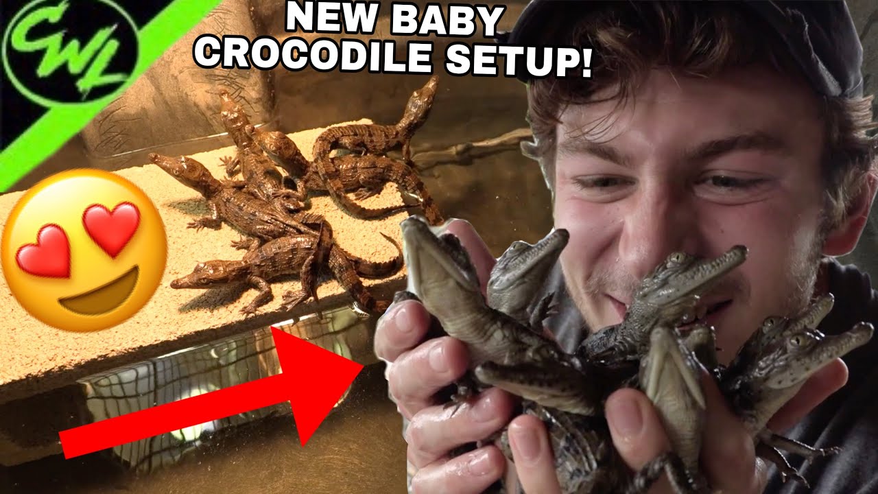 BABY CROCODILES GET A NEW HOME!!!