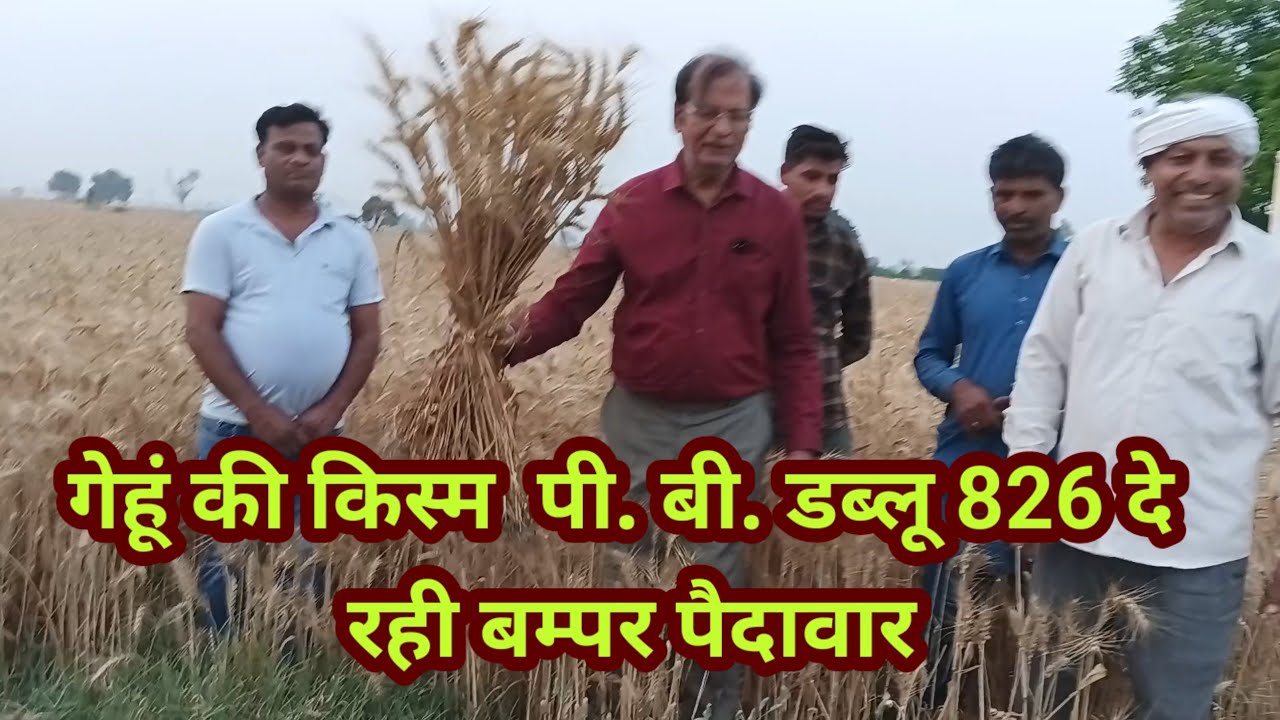 गेहूं की किस्म  पी. बी. डब्लू 826 दे रही बम्पर पैदावार #pbw826