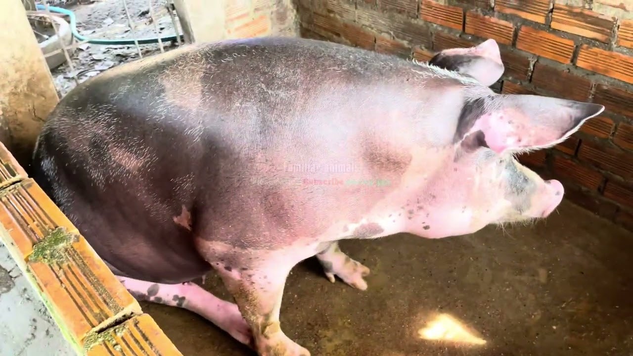 Big pig eat food.