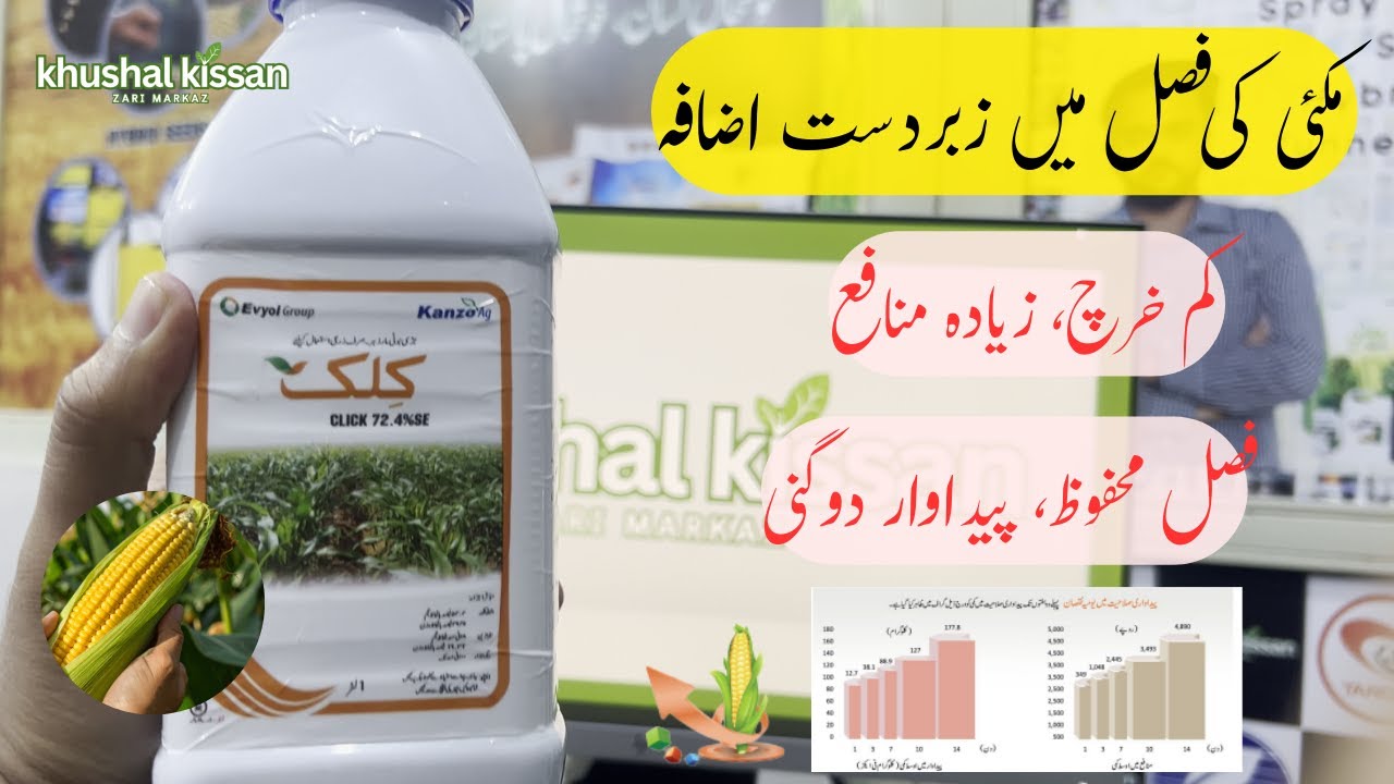 CLICK Herbicide | Powerful Pre-Emergence Weed Control for Maize & Sugarcane | Kanzo AG – Evyol Group