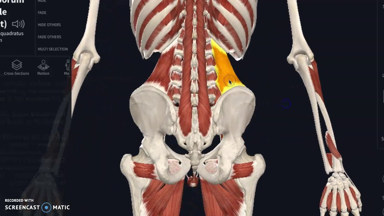 Low Back Important Muscles