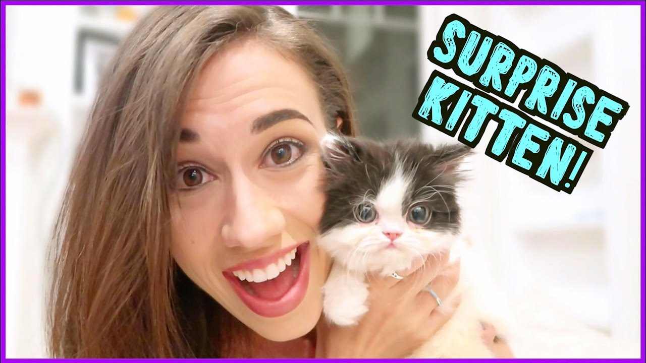 AN AMAZING KITTEN SURPRISE!