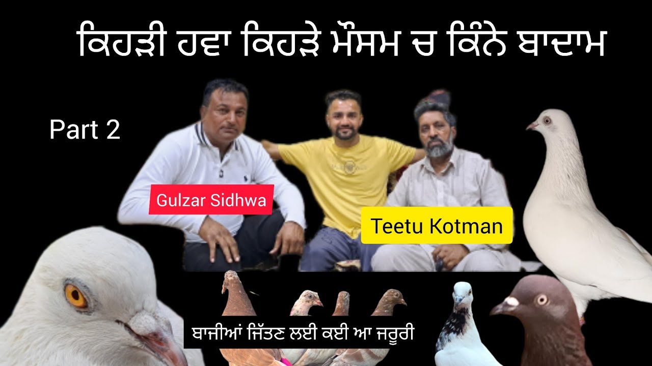 ik Shonk Kabootarbaazi Da Interview part 2 ਗੁਲਜ਼ਾਰ ਸਿੱਧਵਾਂ